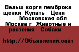 Вельш-корги-пемброка щенки. Купить › Цена ­ 60 000 - Московская обл., Москва г. Животные и растения » Собаки   